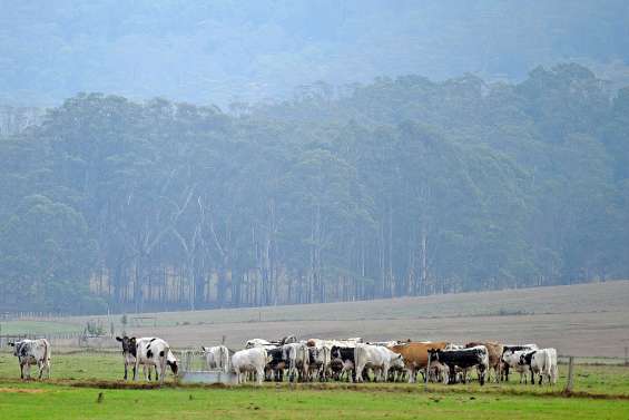 La pluie devrait mettre  un terme aux feux de forêt