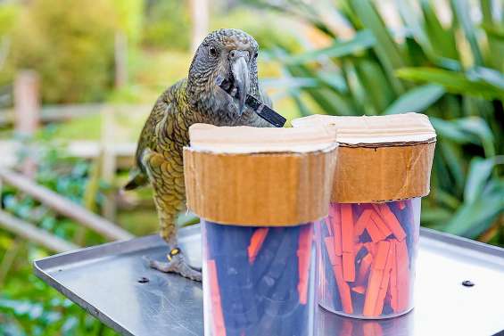 Les kéas ne prennent pas leurs décisions à la légère