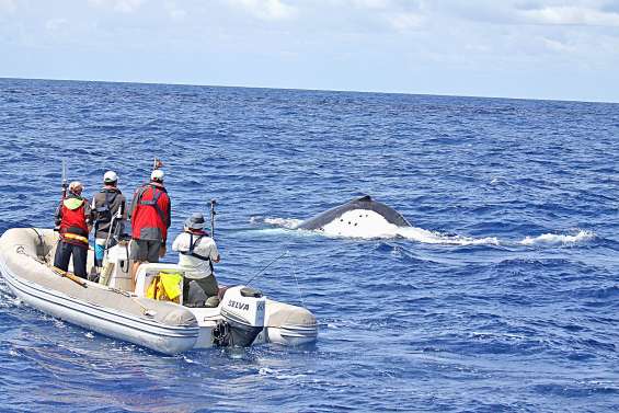 Des baleines à bosse observées à grande profondeur