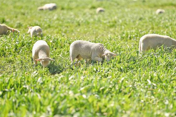 Enfin une pluie d’optimisme pour les éleveurs australiens