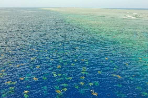 Des drones pour recenser et mieux protéger les tortues marines