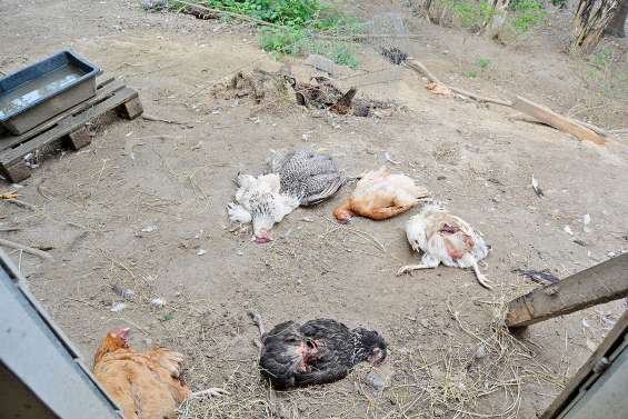 Téné : une centaine de poules massacrées par des chiens