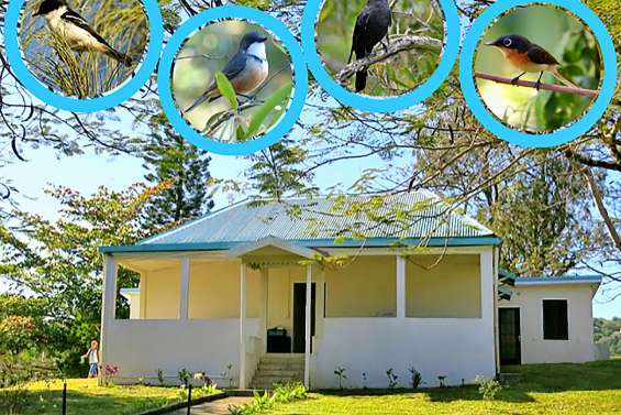 Les oiseaux vont chanter ce week-end à la Villa-musée