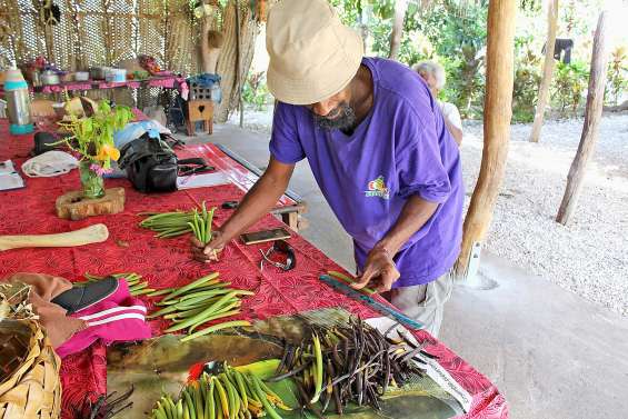 La vanille d’Ouvéa,  une filière à organiser