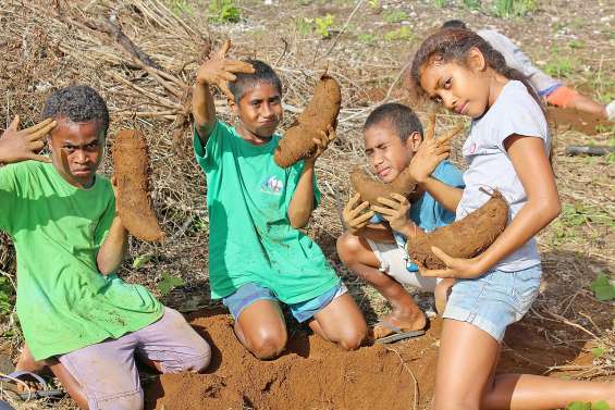 Hnaizianu récolte ses ignames