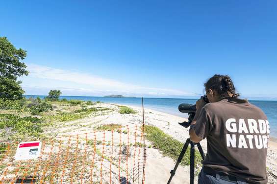 « La population a une énorme responsabilité dans la survie des sternes »