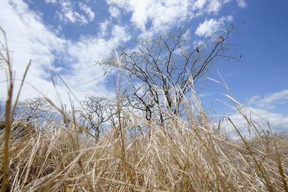 En 2019, le Caillou a été balayé par les vents et accablé par le manque d’eau