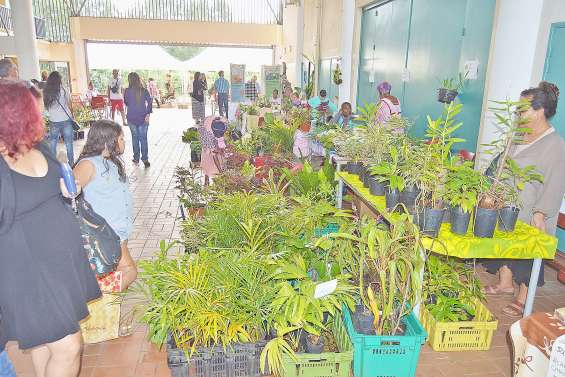 Le vert s’est fait une place dans le hall du Dock