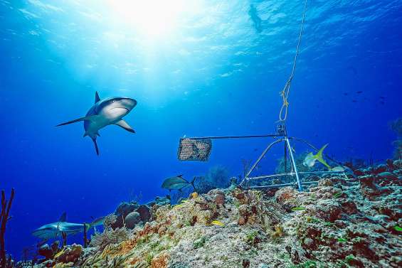 Les requins de récifs fuient de plus en plus les hommes