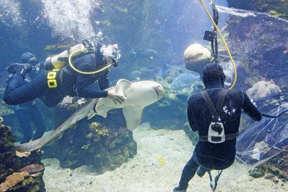[VIDÉO] L’Aquarium des lagons se vide de ses occupants