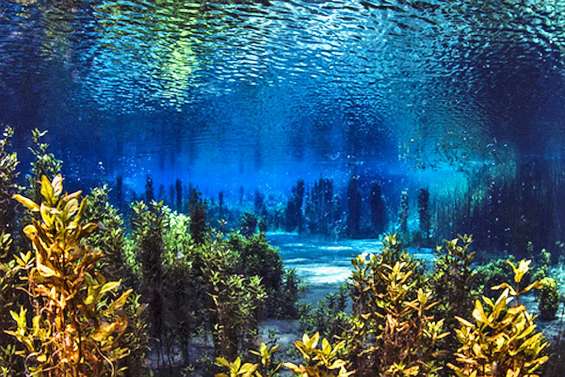 Sub’Limage : six jours en immersion dans les images sous-marines