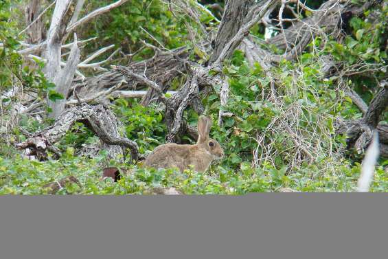 Une enquête sur les lapins ensauvagés