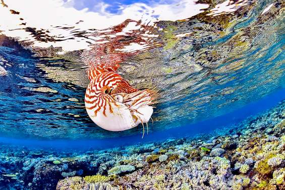 Les joyaux du Festival de l’image sous-marine