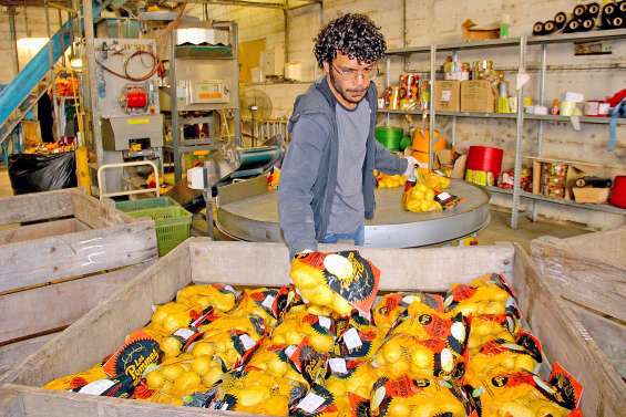 Jardinières, gourmandes, saisonnières : comment s’y retrouver ?