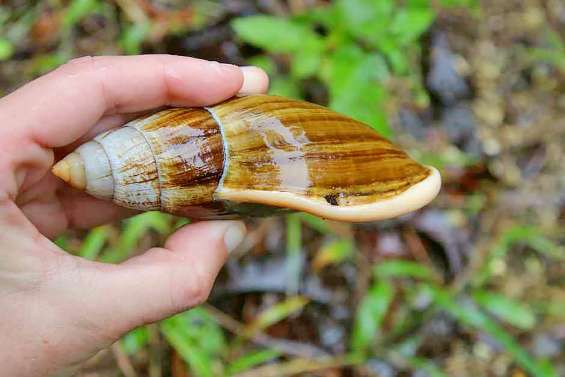 Polémique autour des 5 000 escargots de l’île des Pins au salon