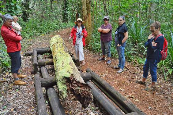 À la découverte de Prony, entre bagne, mine et exploitation forestière