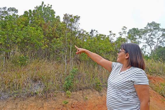 Deux hectares de bois de santal pour assurer leur retraite