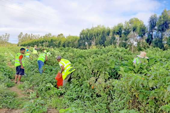 1,6 tonne d’aubergines mise  à disposition d’associations