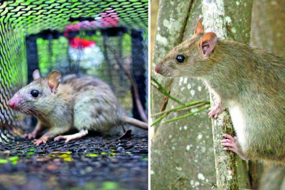 Rat noir et rat du Pacifique : rongeurs de biodiversité
