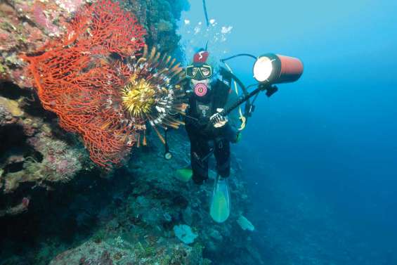 Comme des poissons dans l'eau