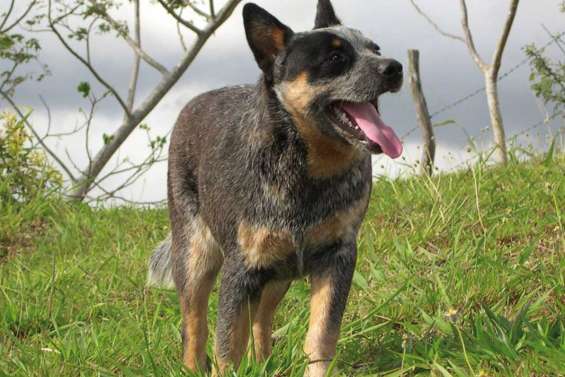 Du Billy au Chien bleu