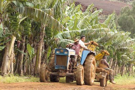 « Nous devons apprendre à vivre  avec le bunchy top »