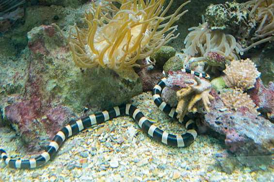 Le tricot rayé, serpent du lagon