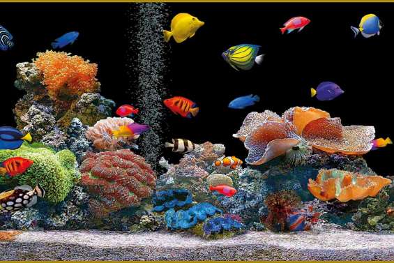 L'aquarium : un monde fragile