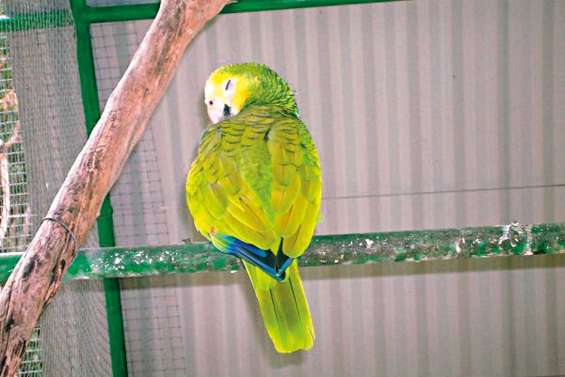 La perruche d'Ouvéa