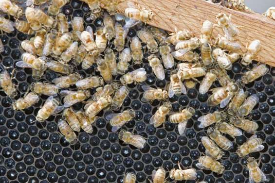 La santé par les abeilles ?