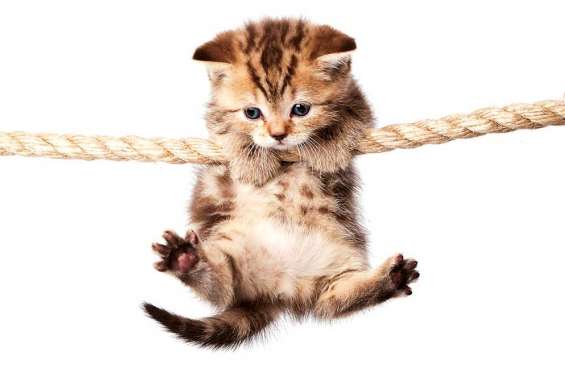 Des chatons, oui ou non ?