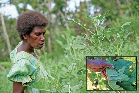 Un nouveau fléau ronge Tanna
