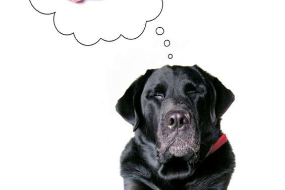 L'alimentation : premier  facteur de bonne santé