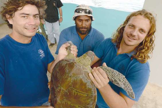 Le retour des tortues