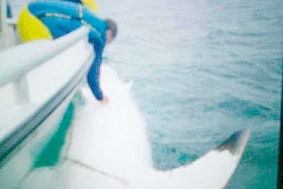 Un requin blanc de 5 mètres maîtrisé