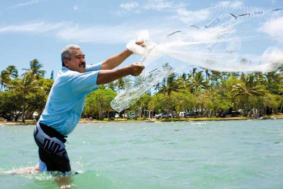L'épervier d'Albert