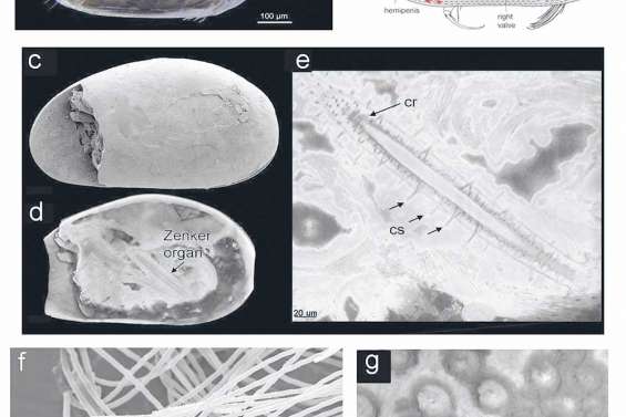 Les dessous des crustacés