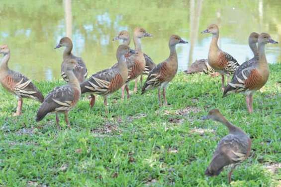 Des canards australiens installés à Nessadiou