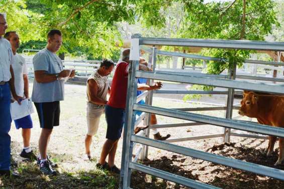 Des bovins compétitifs