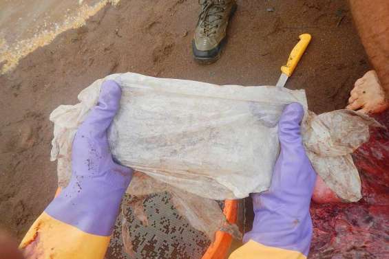 Du plastique dans l'estomac de deux baleines