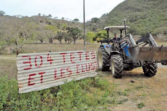 331 bêtes tuées : l'éleveur  de Sarraméa crie sa détresse
