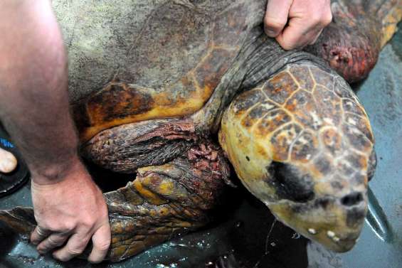 Une tortue attaquée par des chiens