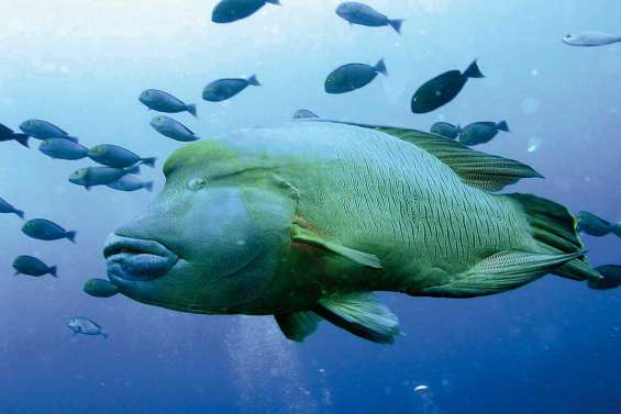 Le napoléon, l'empereur du récif