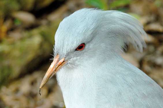 Les oiseaux du Caillou