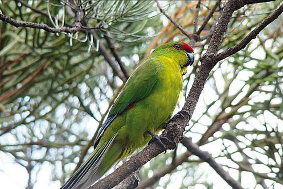 La perruche calédonienne, un oiseau rare