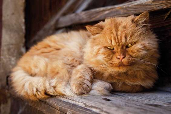 Chat senior ou malade, comment réagir ?