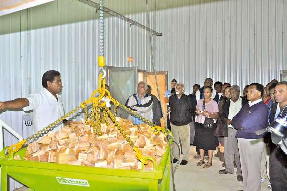 Les quintessences, au cœur des arbres