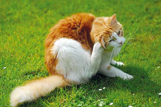 Des chats et des puces