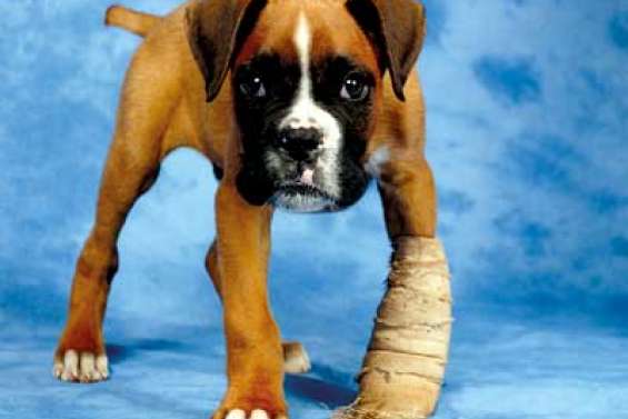 Allô mon maître bobo !