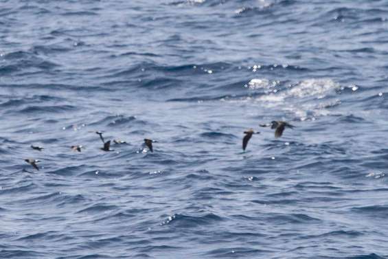 Les pétrels méritent toute notre attention